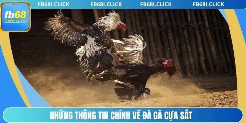 Những thông tin chính về đá gà cựa sắt
